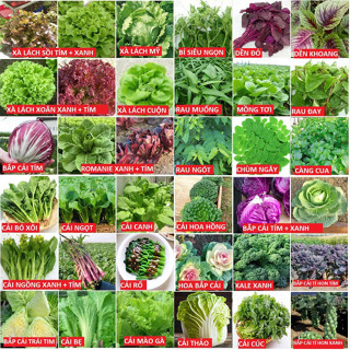 #Hạt_Giống Rau Củ Quả Trồng Quanh Năm - Hạt Giống Sạch, Dễ Trồng Tại Nhà,...
