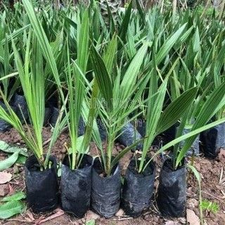 Cây giống CHÀ LÀ BARHEE (chà là trung đông)