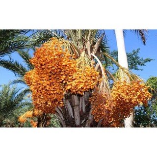 Cây giống CHÀ LÀ BARHEE (chà là trung đông)
