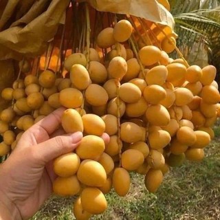 Cây giống CHÀ LÀ BARHEE (chà là trung đông)