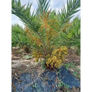 Cây giống CHÀ LÀ BARHEE (chà là trung đông)