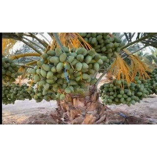 Cây giống CHÀ LÀ BARHEE (chà là trung đông)