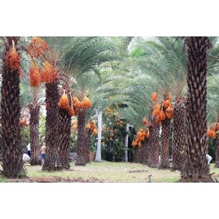 Cây giống CHÀ LÀ BARHEE (chà là trung đông)