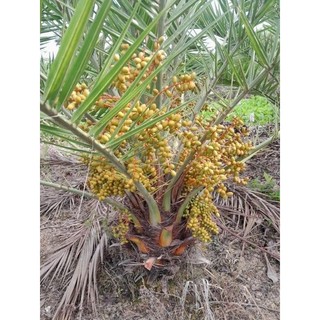 Cây giống CHÀ LÀ BARHEE (chà là trung đông)