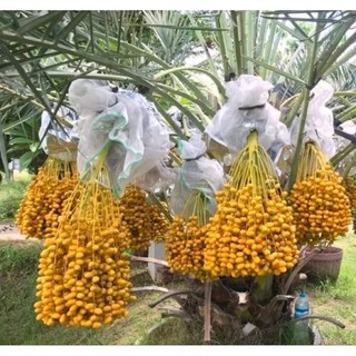 Cây giống CHÀ LÀ BARHEE (chà là trung đông)