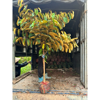 Cây Vú Sữa MiCa cây to cao 1m7-2m, tất cả đều là ảnh thật tại vườn