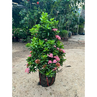 Cây Bông Trang ( mẫu đơn) sẵn hoa như hình, cao 70cm ( ảnh thật)
