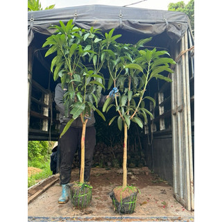 Cây Xoài choai siêu quả, cây cao khoảng 1m7-2m, ảnh thật tại vườn