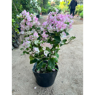 Hoa Giấy Sakura phớt hồng, cao 70-80cm, đã sẵn hoa. tất cả đều là ảnh thật tại vườn