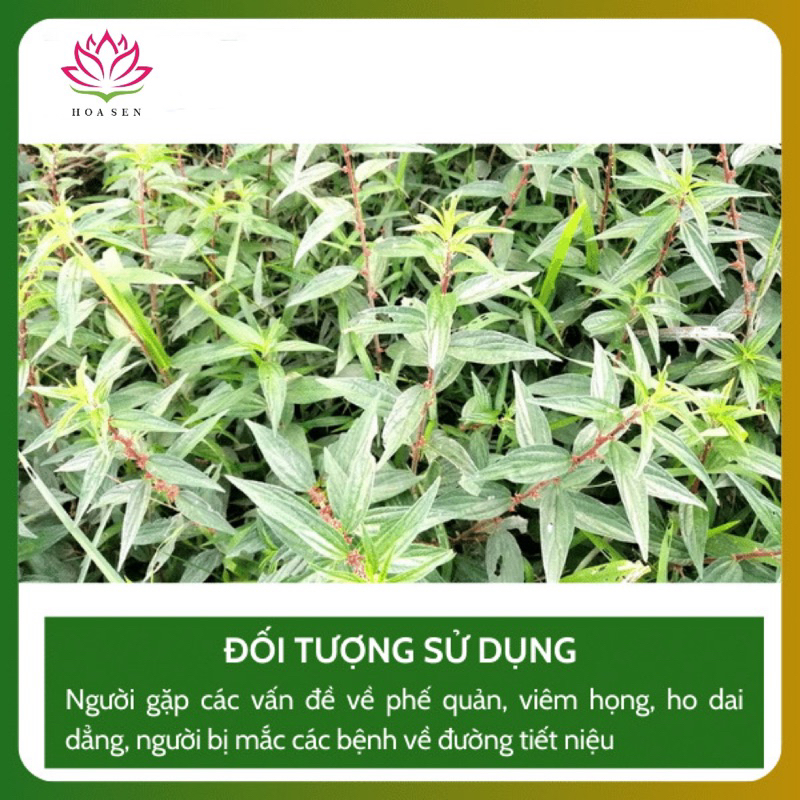 cây dòi tươi thân tím 3kg