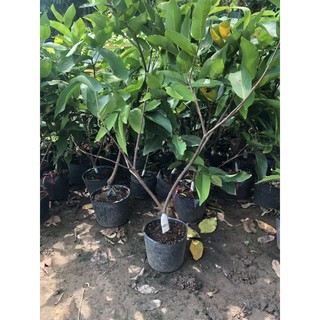 roi đỏ (mận ăn phước) cây choai cho quả sớm