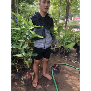 roi đỏ (mận ăn phước) cây choai cho quả sớm