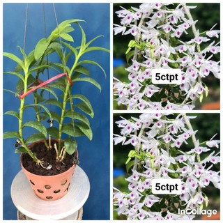 Hoa lan phi điệp tím 5ct phú thọ
