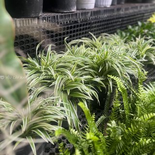 Cây Cỏ Lan Chi để bàn - Cây Dây Nhện