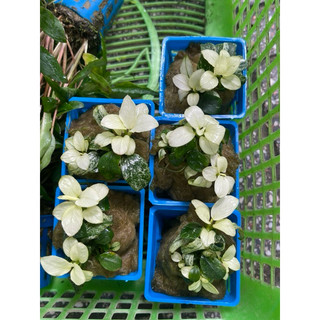 Nana Petite White TM