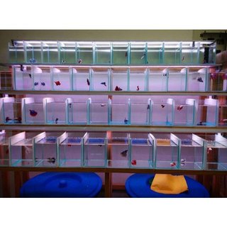 Hỏa tốc hcm - bể cá mini hồ betta 18x12x15 kính 4mm mới 100% bảo hành vỡ do vân chuyển
