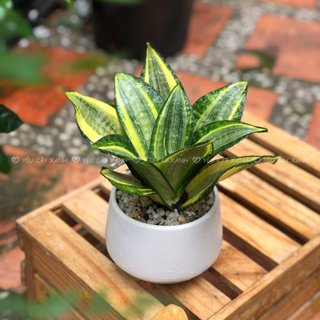 Cây Lưỡi Hổ Vàng để bàn ( Cây Lưỡi Mèo) Hợp Phong Thủy, Cây Xanh Dễ Chăm
