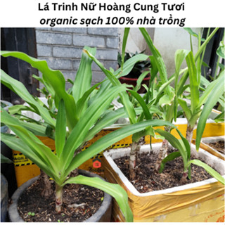 500gam Lá Trinh Nữ Hoàng Cung Tươi organic sạch 100% nhà trồng.
