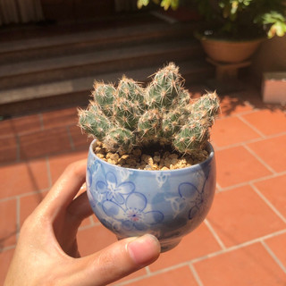 Xương rồng trứng mini gai lago tephrocactus lagopus astrogyl