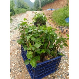 Combo 50 cây giống thiên lý siêu hoa