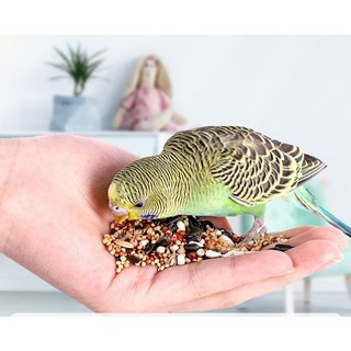  Hạt trộn cho chim vẹt Lovebird Yến Phụng Cocktaie lẻ 1kg 2,5kg 5kg 
