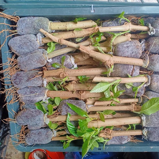 20 cây chè khổng lồ
