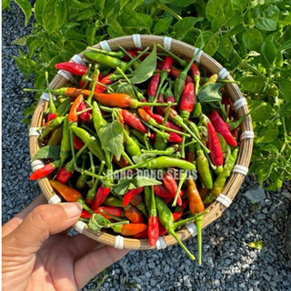 Hạt giống ớt xiêm rừng thơm cay nhiều trái dễ trồng