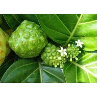 Cây nhàu giống  ( cây dược liệu quý khó tìm)