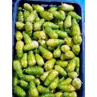 Cây nhàu giống  ( cây dược liệu quý khó tìm)