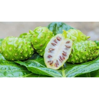 Cây nhàu giống  ( cây dược liệu quý khó tìm)