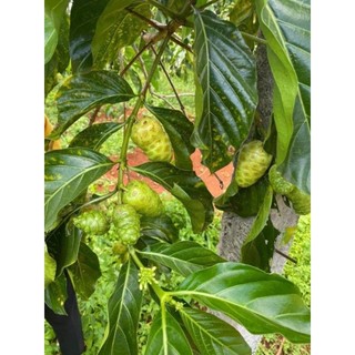 Cây nhàu giống  ( cây dược liệu quý khó tìm)