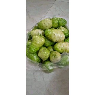 Cây nhàu giống  ( cây dược liệu quý khó tìm)