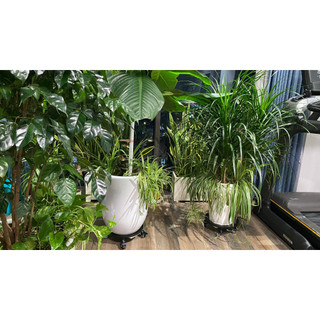Kệ lót chậu cây cảnh có khay hứng nước