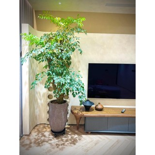 Kệ lót chậu cây cảnh có khay hứng nước