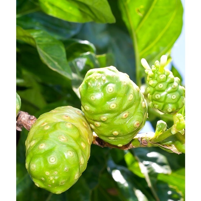 Cây nhàu giống  ( cây dược liệu quý khó tìm)