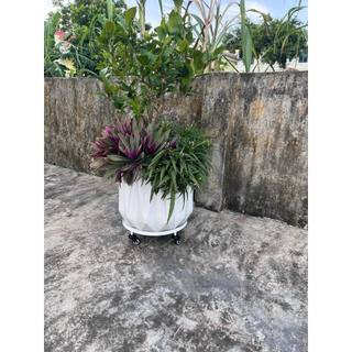 Kệ lót chậu cây cảnh có khay hứng nước
