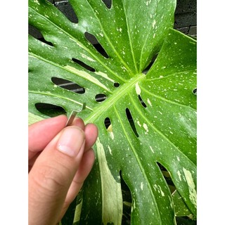 Bộ kẽm hàn cell pin dập khung 5S-1P , size 0.18mm.