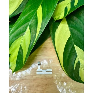 Bộ kẽm hàn cell pin dập khung 5S-1P , size 0.18mm.