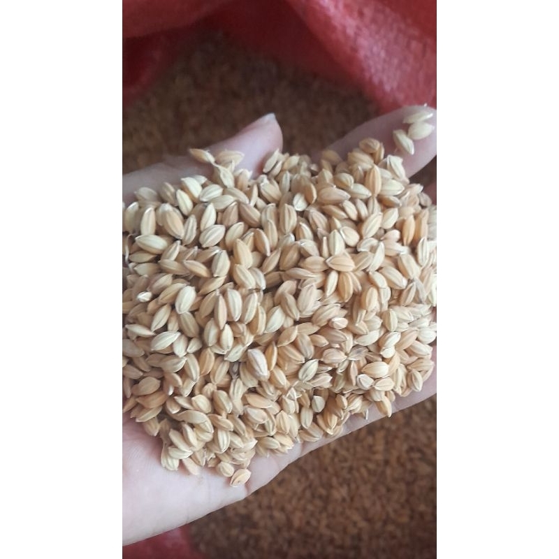1kg Lúa nhật hạt tròn dành cho gia cầm