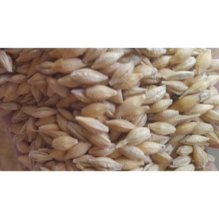 1kg Lúa mạch dành cho gia cầm