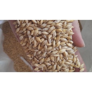 1kg Lúa mạch dành cho gia cầm