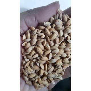 1kg Lúa nhật hạt tròn dành cho gia cầm