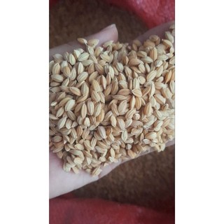 1kg Lúa nhật hạt tròn dành cho gia cầm