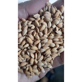1kg Lúa nhật hạt tròn dành cho gia cầm