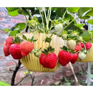 Combo 11 cây mô vỉ dâu 🍓 mỹ: albion - mỹ đá