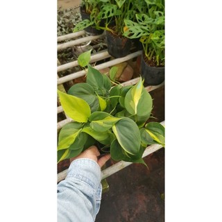 Trầu Bà Brazil- tặng kèm phân bón