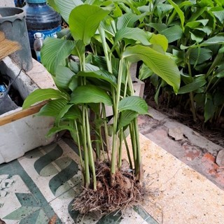 Combo 5 cây củ lùn giống.