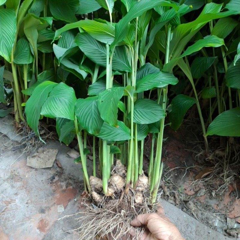 Combo 5 cây củ lùn giống.