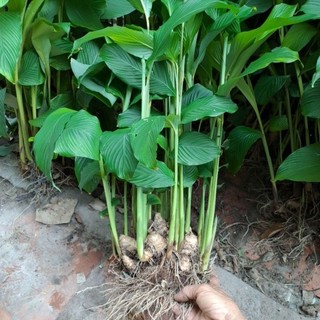 Combo 5 cây củ lùn giống.