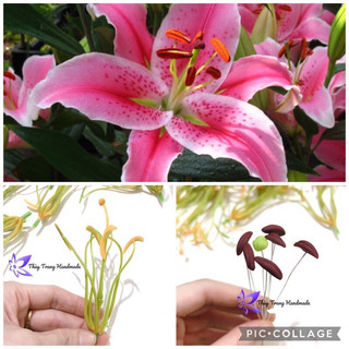Một bộ nhuỵ làm hoa ly
